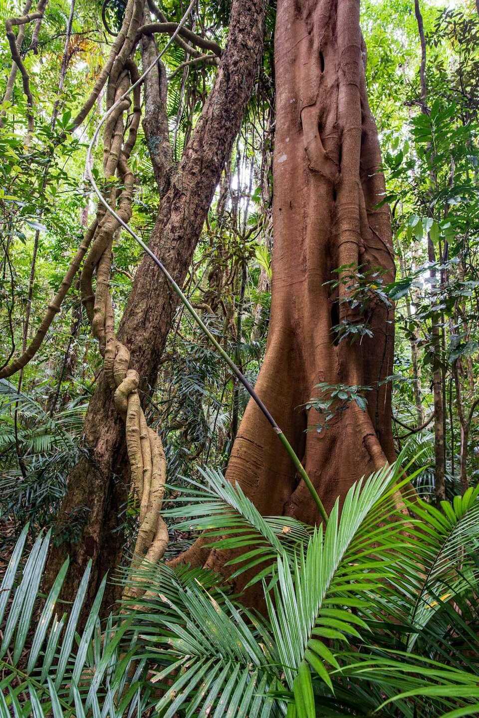 Australian Subtropical Rainforest